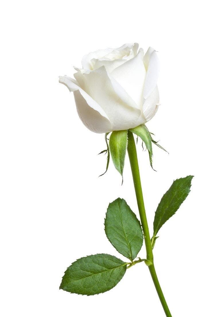 Rosa branca de haste longa com folhas verdes